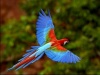 Bird2